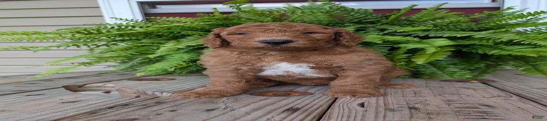 Teddy