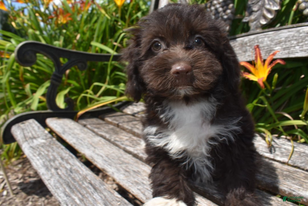 Havapoo dogs for sale: Abbie - Image 5