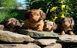 Miniature Dachshund dogs for sale: Marci - Image 2