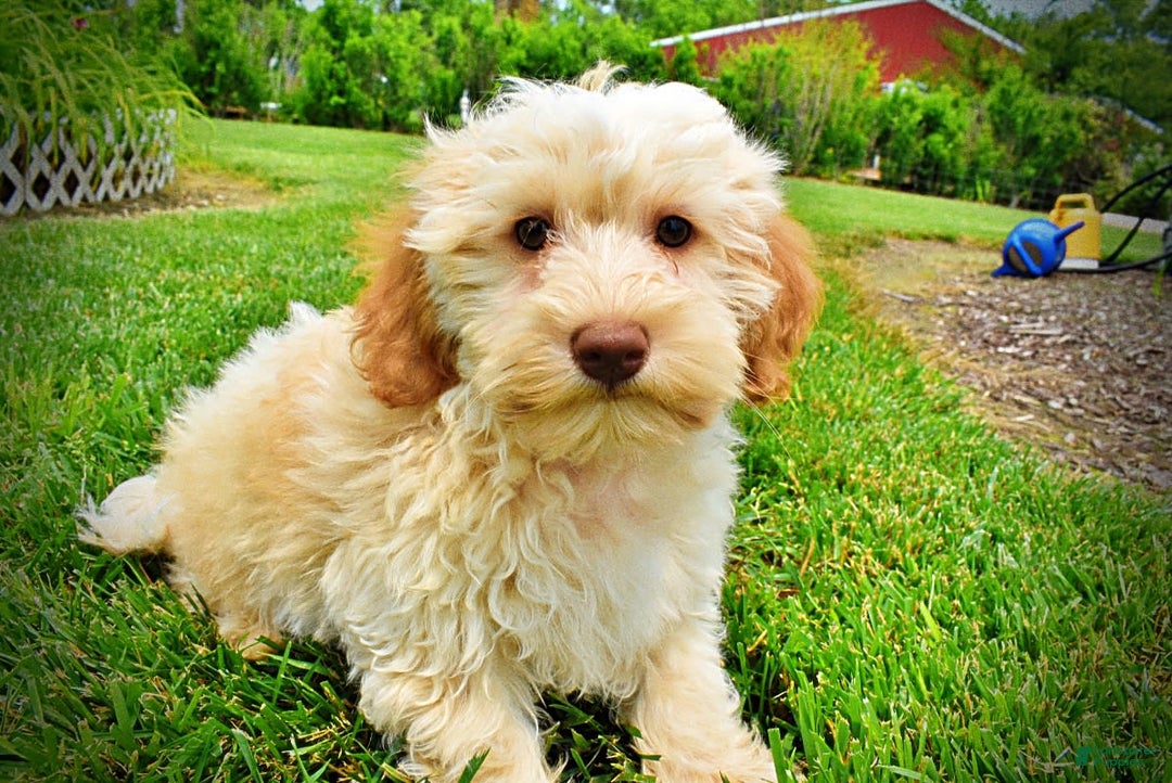 Havapoo dogs for sale: Reggie - Image 12