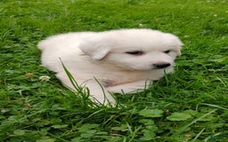 Great Pyrenees dogs for sale: Holly - Image 7