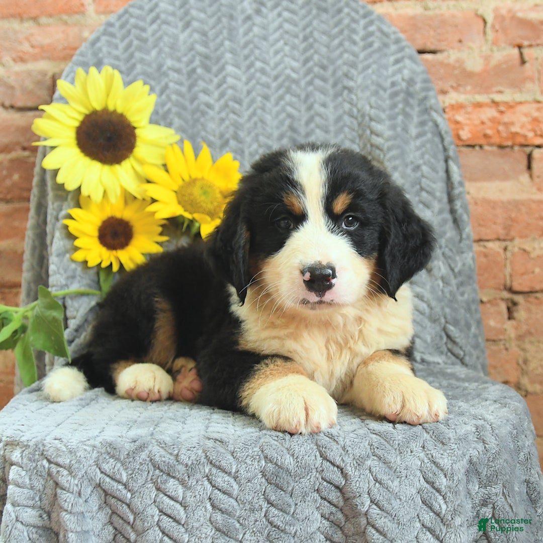 Greater Swiss Mountain Dog dogs for sale: Roscoe - Image 2
