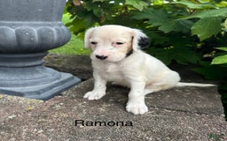 English Setter dogs for sale: Ramona - Image 2