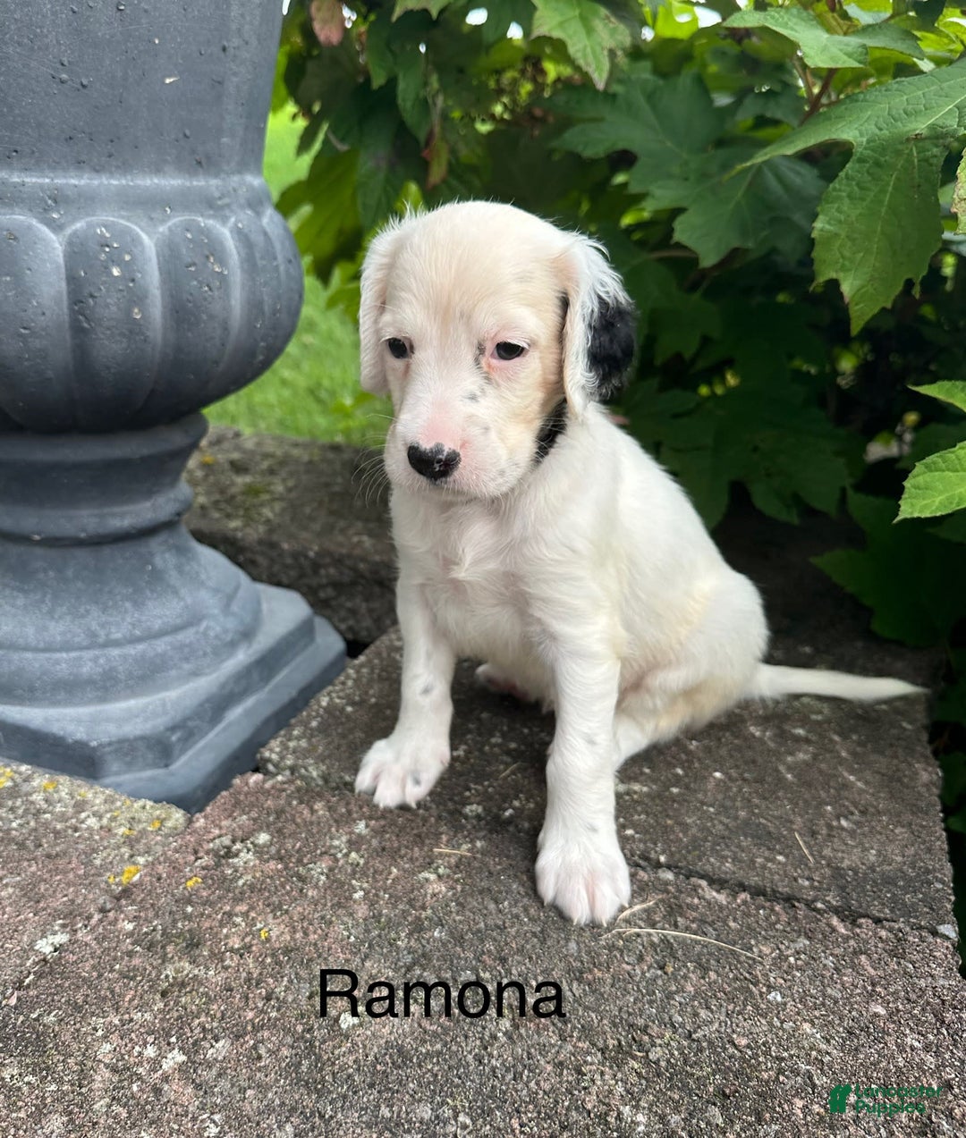English Setter dogs for sale: Ramona - Image 2