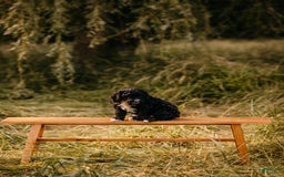 Aussiedoodle dogs for sale: Snape - Listing for pets: Snape, Granger - Image 6