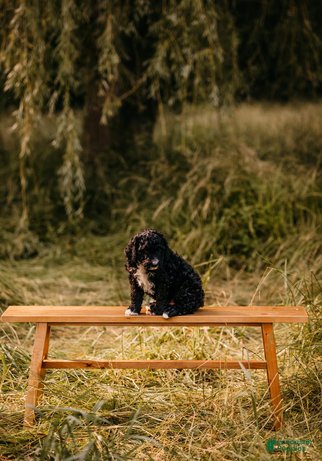 Aussiedoodle dogs for sale: Snape - Listing for pets: Snape, Granger - Image 6