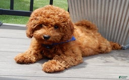 Cavapoo dogs for sale: Biscuit - Image 4