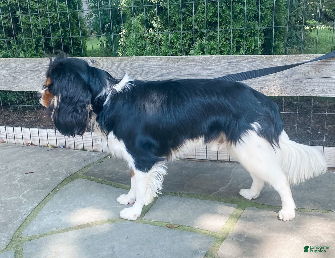 Cavalier King Charles Spaniel dogs for stud: Tucker Stud Muffin - Image 2