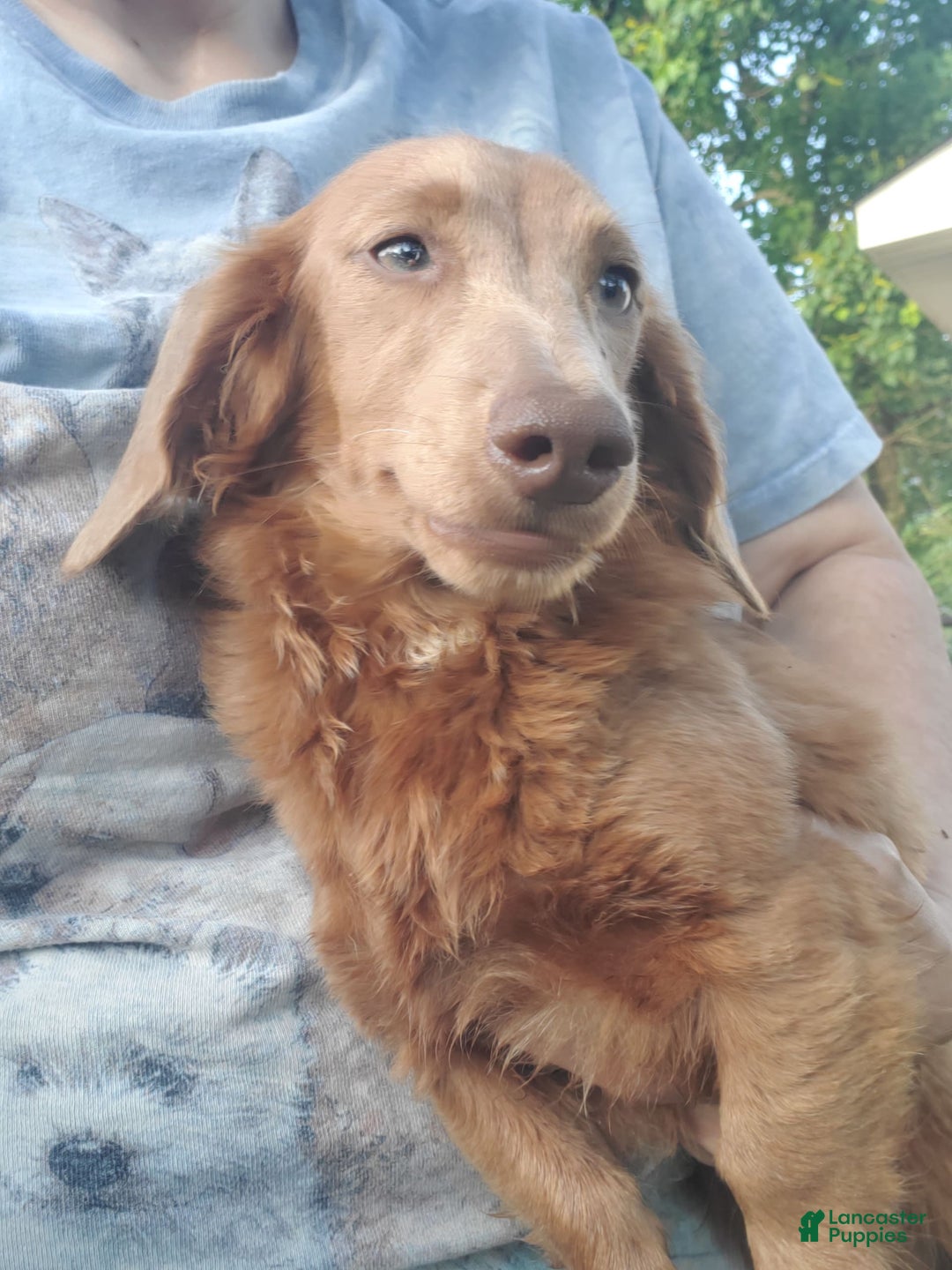 Miniature Dachshund dogs for sale: Creme - Image 8