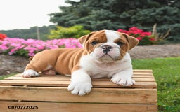 English Bulldog dogs for sale: Charlie - Image 3