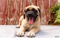 English Mastiff dogs for sale: Hadley - Image 15