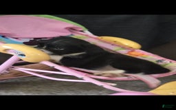 Boston Terrier dogs for sale: Mason - Image 25