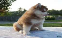 Pomsky dogs for sale: Mickey - Image 6
