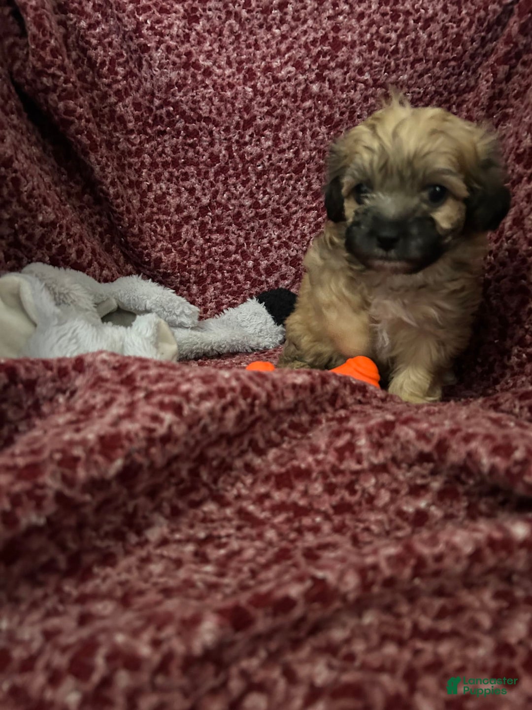 Teddy Bear dogs for sale: Max - Image 2