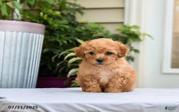 Toy Poodle dogs for sale: Lucy - Image 5