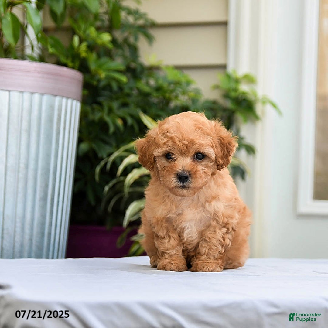 Toy Poodle dogs for sale: Lucy - Image 5