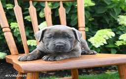 Cane Corso dogs for sale: Sierra - Image 4
