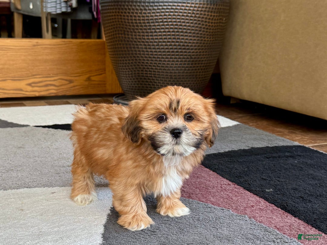 Lhasa Apso dogs for sale: Lacy - Image 5