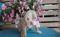 English Bulldog dogs for sale: Harper - Image 9