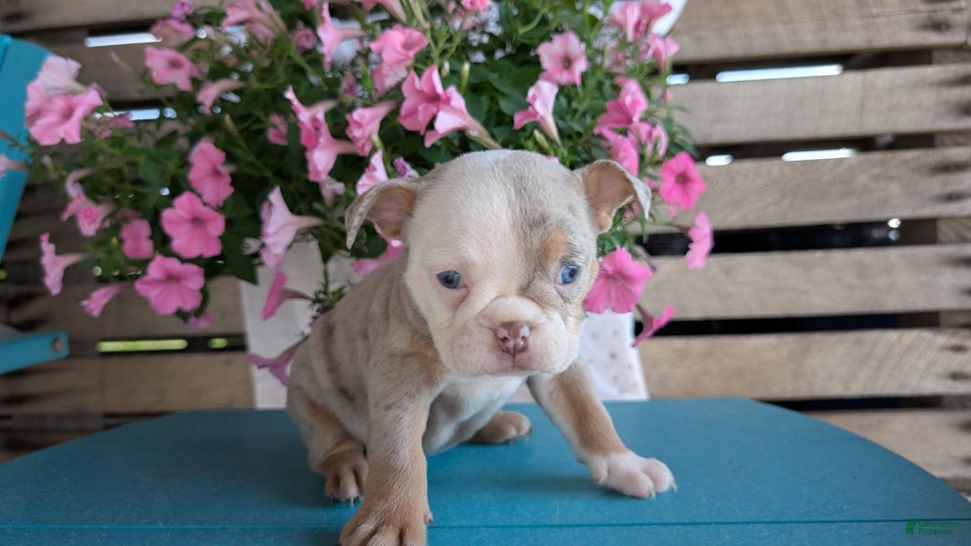 English Bulldog dogs for sale: Harper - Image 9