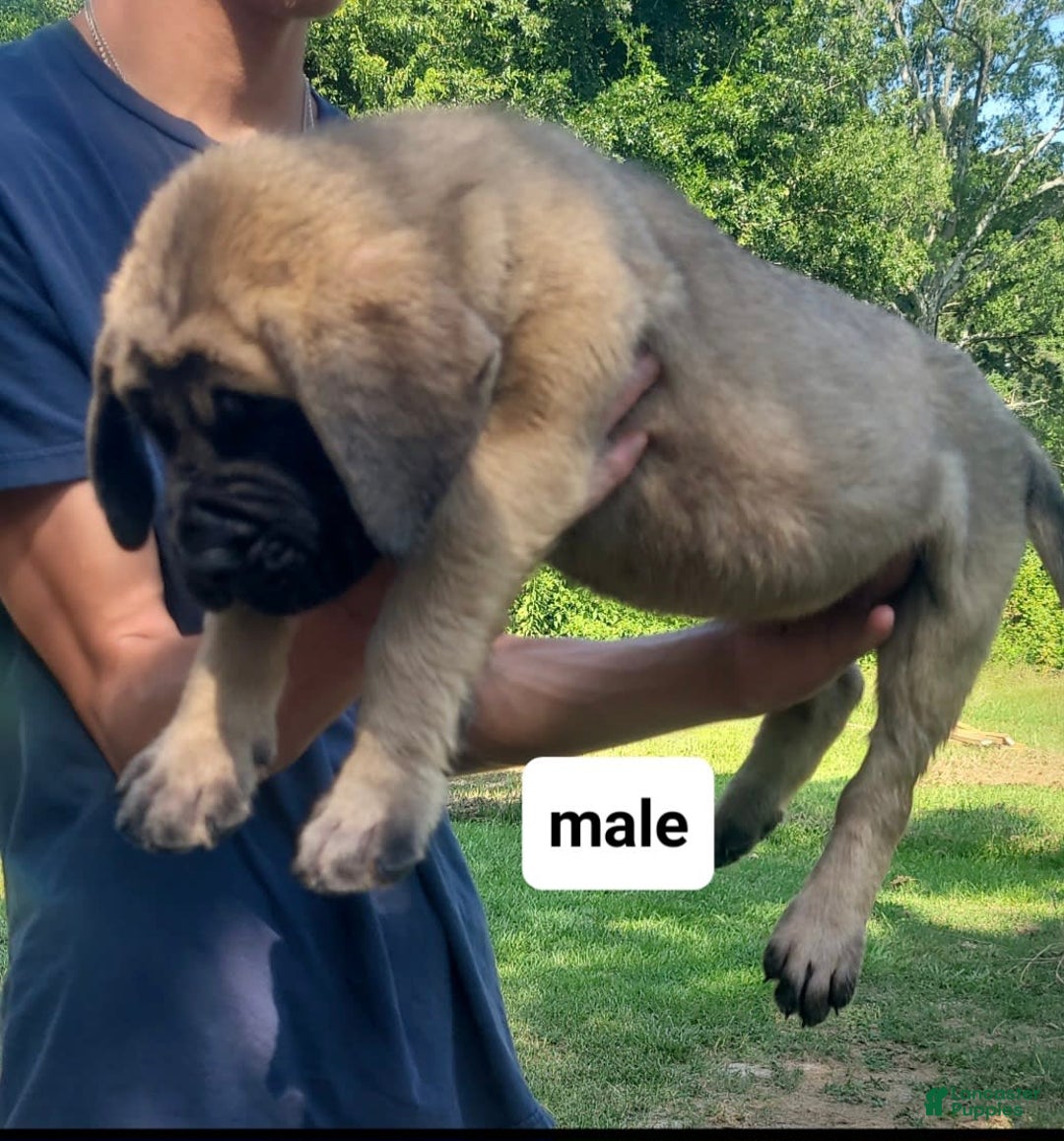 English Mastiff dogs for sale: Banner - Image 2