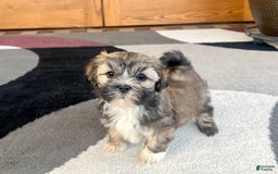 Lhasa Apso dogs for sale: Lola - Image 6