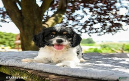Cavapoo dogs for sale: Lucky - Image 3