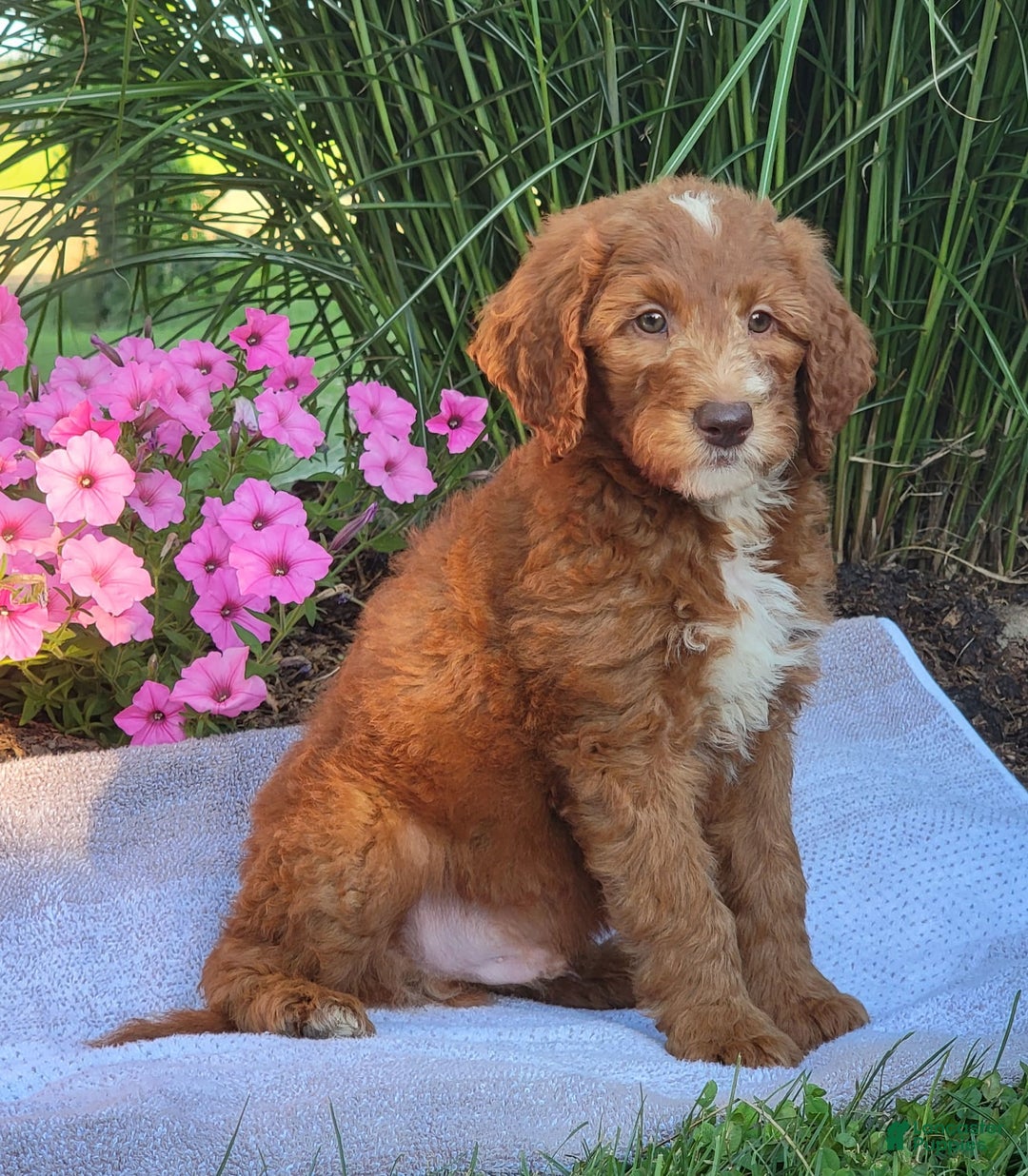Goldendoodle dogs for sale: Ricky - Image 3