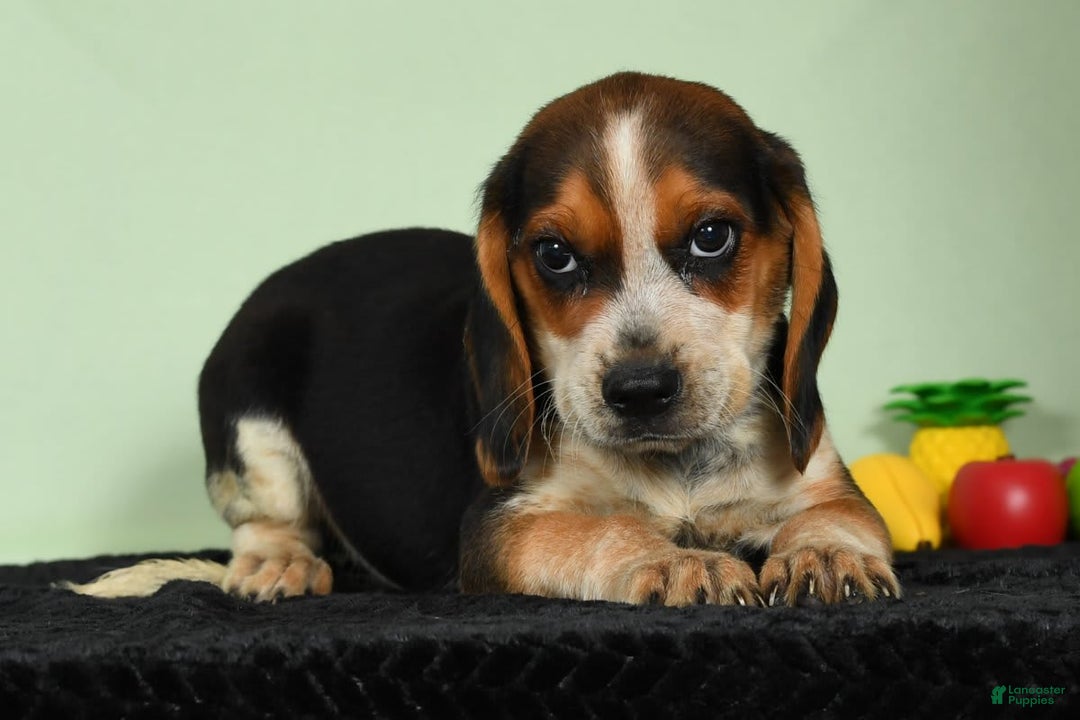 Beagle dogs for sale: Rascal - Image 2