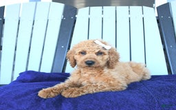 Mini Goldendoodle dogs for sale: Aurora - Image 10