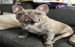 French Bulldog dogs for sale: Larry - Image 9