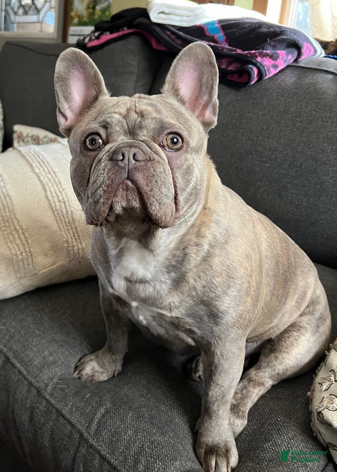 French Bulldog dogs for sale: Larry - Image 9
