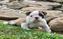 English Bulldog dogs for sale: Wendy - Image 6