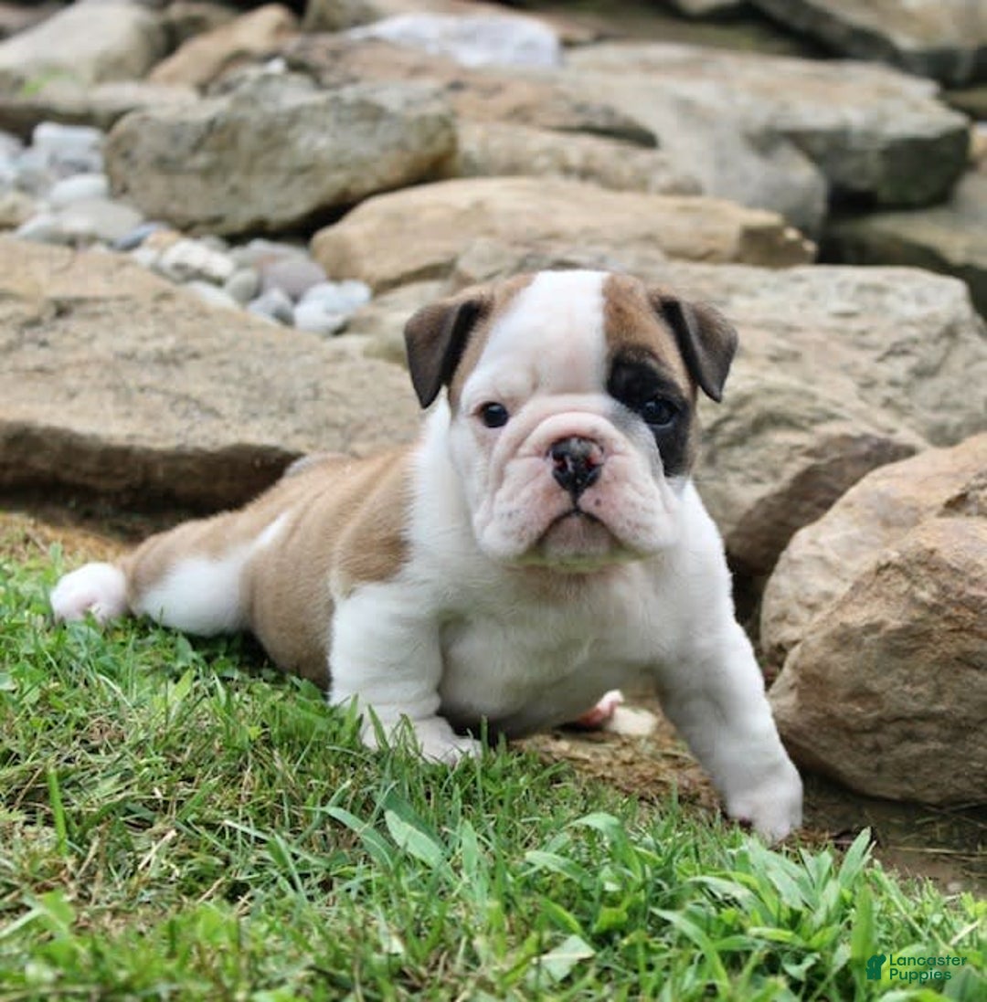 English Bulldog dogs for sale: Wendy - Image 6