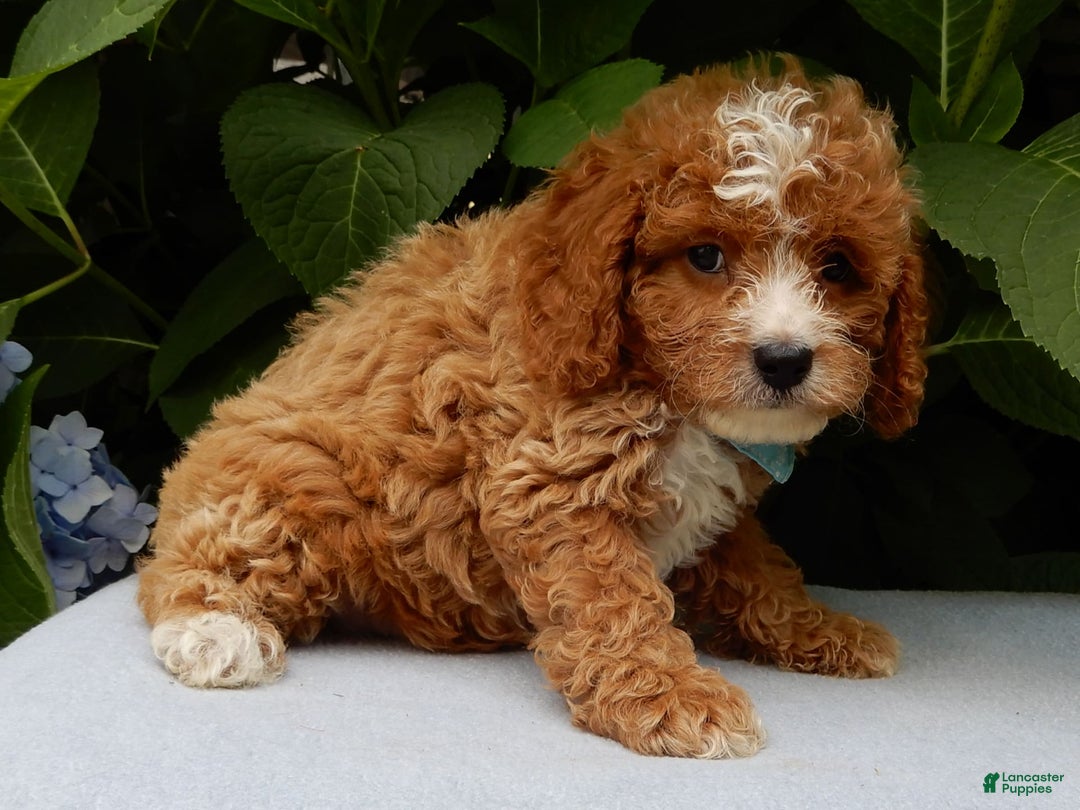 Cavapoo dogs for sale: Ace - Image 4