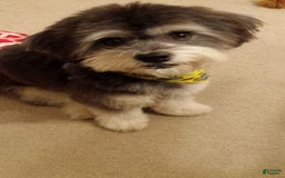 Beagle dogs for sale: Bassetdoodles - Image 16