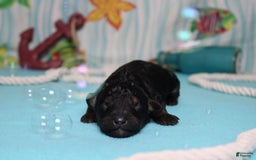 Mini Bernedoodle dogs for sale: Mike - Image 1