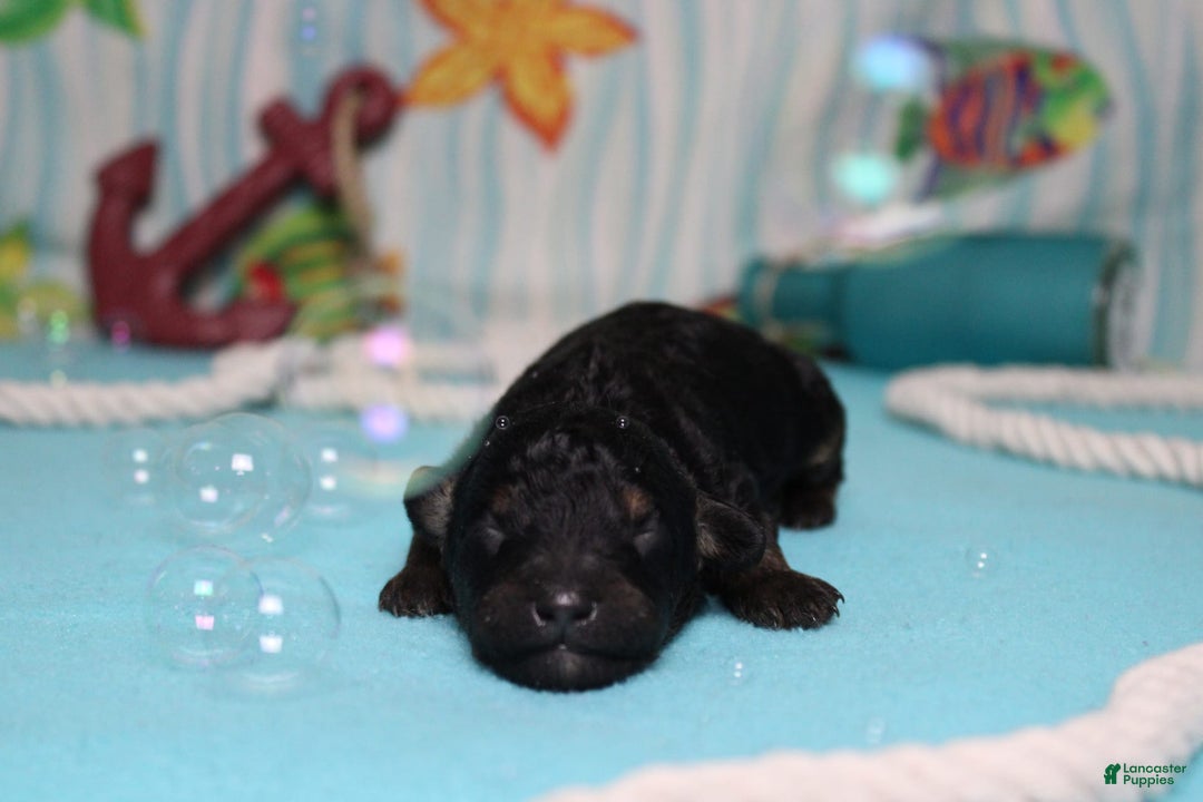 Mini Bernedoodle dogs for sale: Mike - Image 1