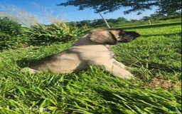 English Mastiff dogs for sale: Pinky - Image 15