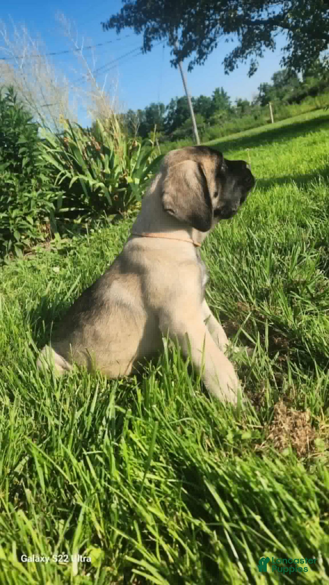 English Mastiff dogs for sale: Pinky - Image 15