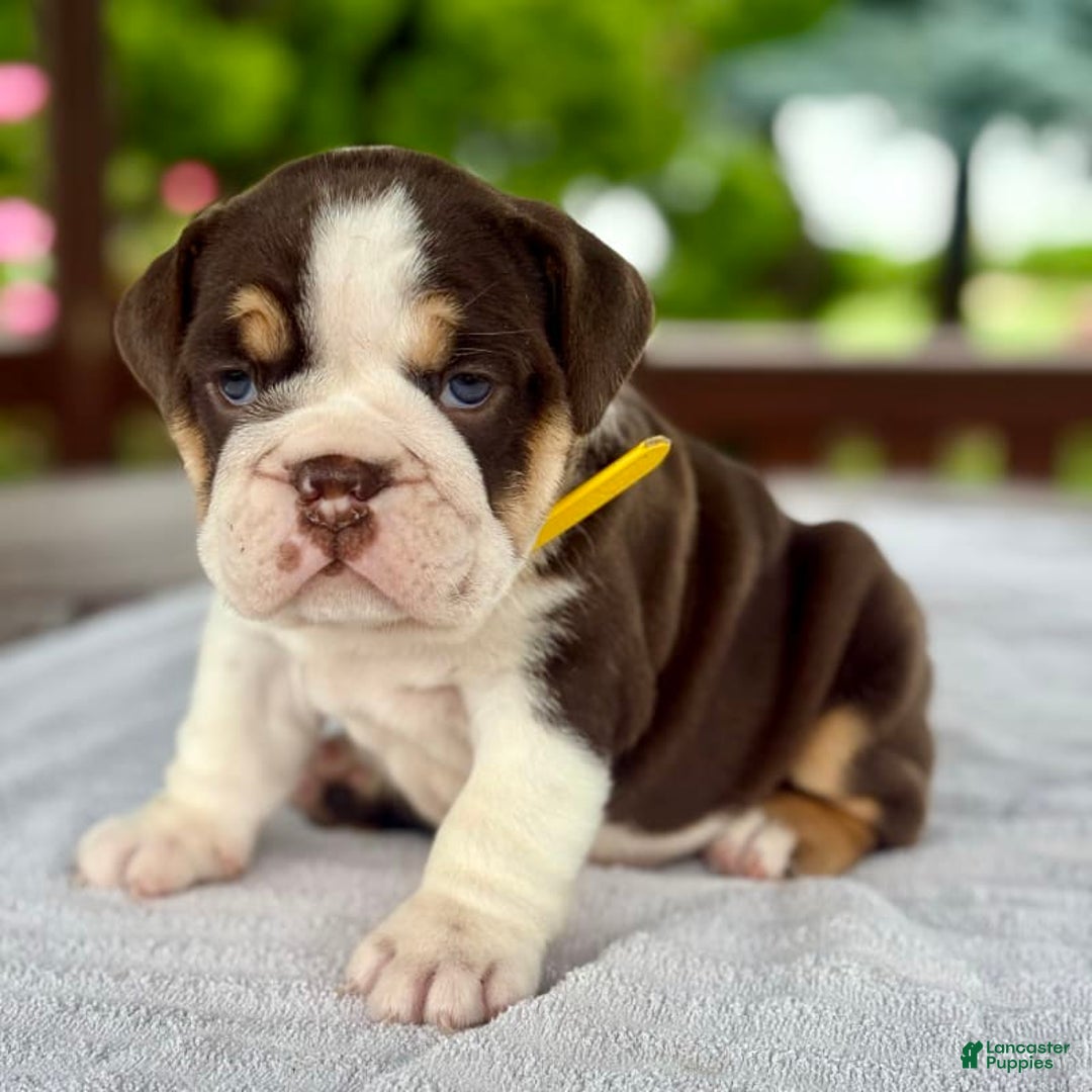 English Bulldog dogs for sale: Camille - Image 14