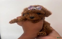 Toy Poodle dogs for sale: Mylar - Image 2