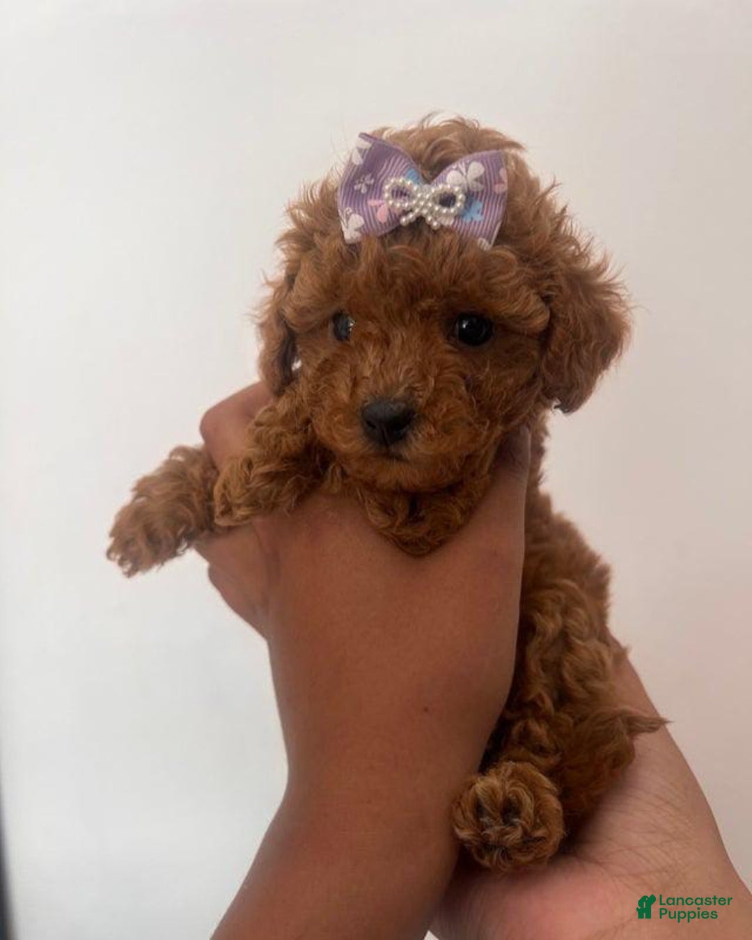 Toy Poodle dogs for sale: Mylar - Image 2