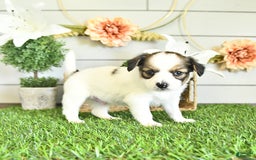 Papillon dogs for sale: Blake - Image 6
