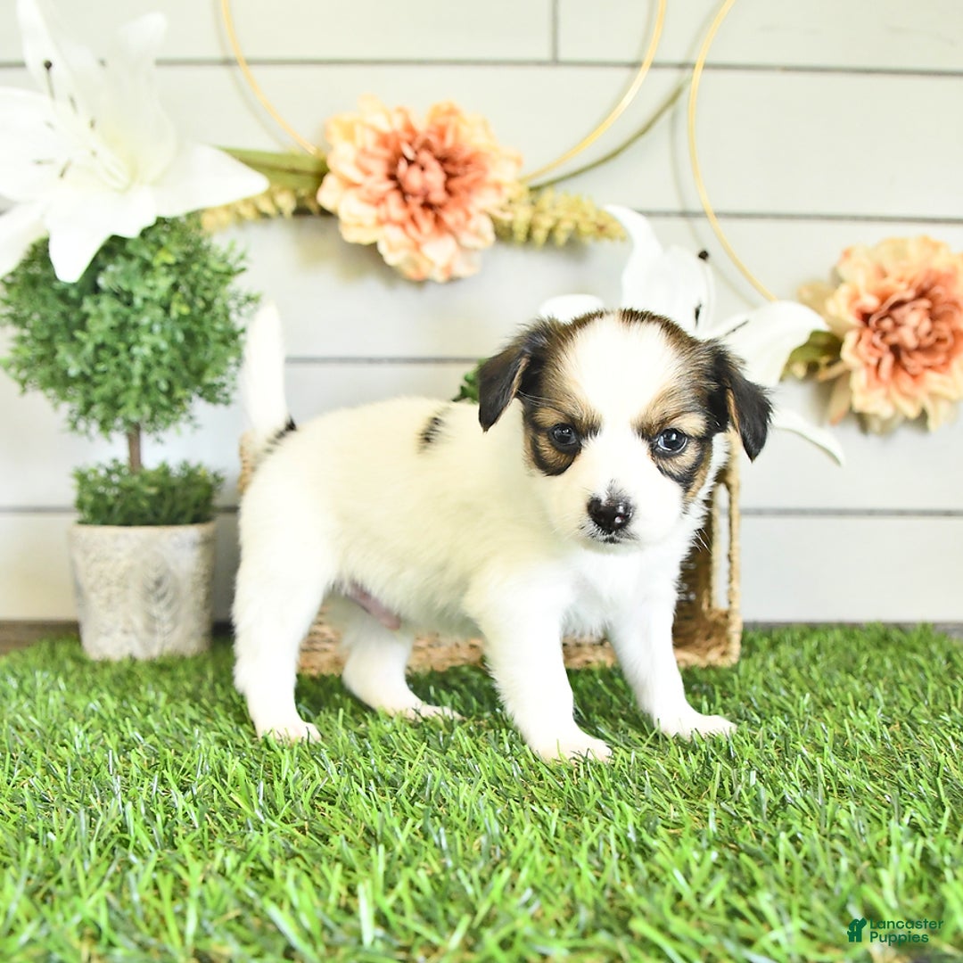 Papillon dogs for sale: Blake - Image 6