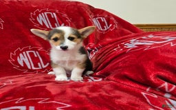 Welsh Corgi Pembroke dogs for sale: Leo - Image 17
