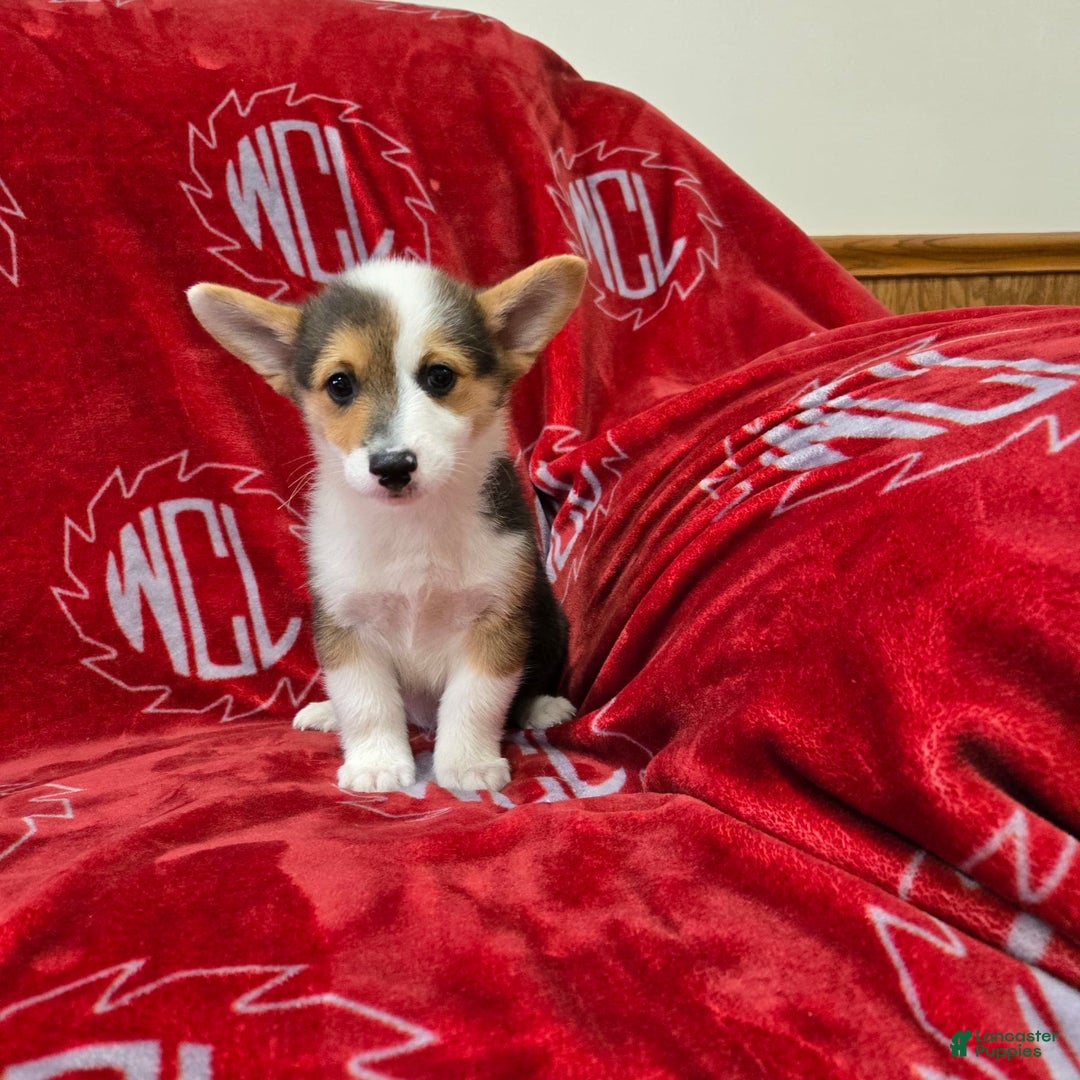 Welsh Corgi Pembroke dogs for sale: Leo - Image 17