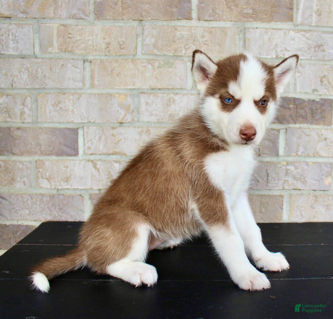 Siberian Husky dogs for sale: Addy - Image 3