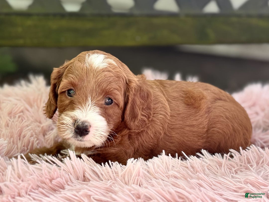 Cavapoo dogs for sale: Barbie - Image 19
