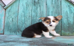 Welsh Corgi Pembroke dogs for sale: Leo - Image 1